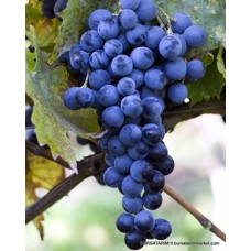 Muscat Bleu Üzüm Fidanı Muscat Bleu Üzüm Fidanı