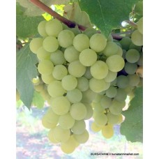 Niagara Üzüm Fidanı Niagara Üzüm Fidanı