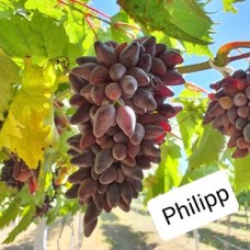 Philipp Üzüm Fidanı Philipp Üzüm Fidanı