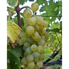 Poeloeske Muskotaly Üzüm Fidanı Poeloeske Muskotaly Üzüm Fidanı