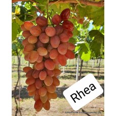 Rhea Üzüm Fidanı Rhea Üzüm Fidanı