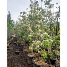 Yetişkin Armut Ağacı Yetişkin Armut Ağacı