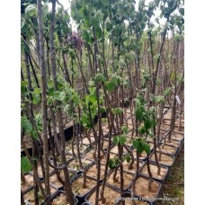 Yetişkin Ayva Ağacı Yetişkin Ayva Ağacı