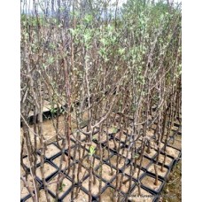 Yetişkin Elma Ağacı Yetişkin Elma Ağacı