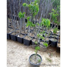 Yetişkin Fındık Ağacı Yetişkin Fındık Ağacı