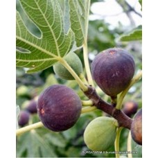 Yetişkin Siyah İncir Ağacı Yetişkin Siyah İncir Ağacı