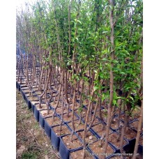 Yetişkin Japon Eriği Ağacı Yetişkin Japon Eriği Ağacı