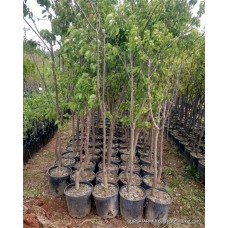 Yetişkin Kayısı Ağacı Yetişkin Kayısı Ağacı