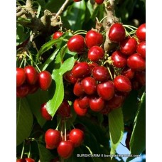 Yetişkin Kiraz Ağacı Yetişkin Kiraz Ağacı