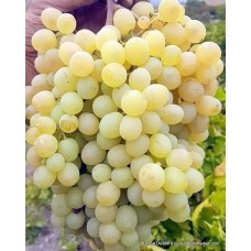 Ağın Beyazı Üzüm Fidanı Ağın Beyazı Üzüm Fidanı