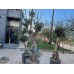 Yetişkin Bonzai Zeytin Fidanı 15 YAŞ Yetişkin Bonzai Zeytin Fidanı 15 YAŞ