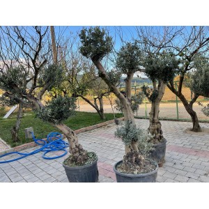 Yetişkin Bonzai Zeytin Fidanı 15 YAŞ Yetişkin Bonzai Zeytin Fidanı 15 YAŞ