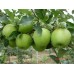 Granny Smith Elma Fidanı Granny Smith Elma Fidanı
