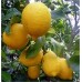 Yetişkin Limon ( Mayer ) Fidanı Yetişkin Limon ( Mayer ) Fidanı