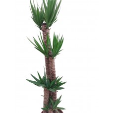 Yukka 4lü 150-170cm
 Yukka 4lü 150-170cm