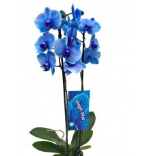 Orkide çift dal mavi
 Orkide çift dal mavi