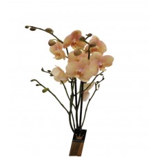 Orkide çift dal şeftali tonda
 Orkide çift dal şeftali tonda