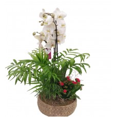 Orkide aranjman beyaz
 Orkide aranjman beyaz