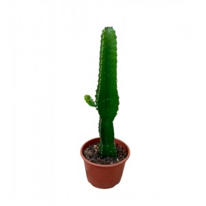 Eforbia kaktüs 50-60cm
 Eforbia kaktüs 50-60cm