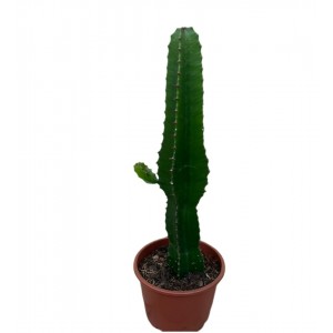 Eforbia kaktüs 50-60cm
 Eforbia kaktüs 50-60cm