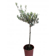 zeytin fidanı 50-70cm
 zeytin fidanı 50-70cm