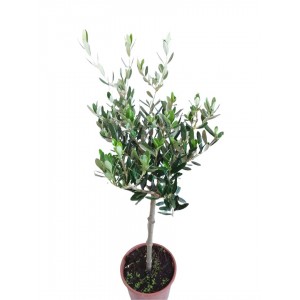 zeytin fidanı 50-70cm
 zeytin fidanı 50-70cm