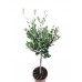 zeytin fidanı 50-70cm

