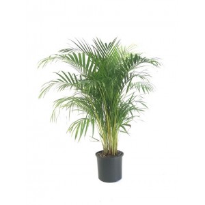 areca, areka palmiyesi, salon bitkisi 130-140 cm
 areca, areka palmiyesi, salon bitkisi 130-140 cm