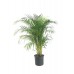 areca, areka palmiyesi, salon bitkisi 130-140 cm
areca, areka palmiyesi, salon bitkisi 130-140 cm