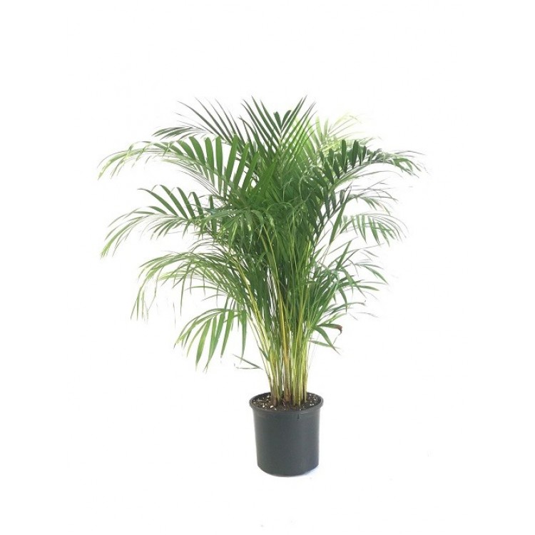 areca, areka palmiyesi, salon bitkisi 130-140 cm
