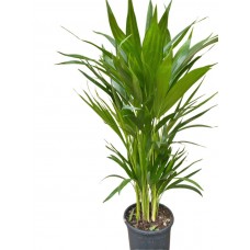 Areca 60-80cm
