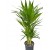 Areca 60-80cm
 Areca 60-80cm