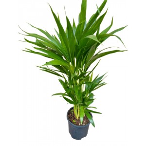 Areca 60-80cm
 Areca 60-80cm