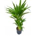 Areca 60-80cm
