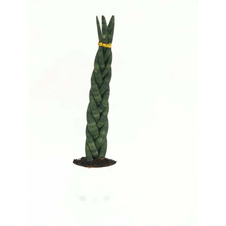 Sanseveria örgülü, paşa kılıcı, peygamber kılıcı 25 cm
