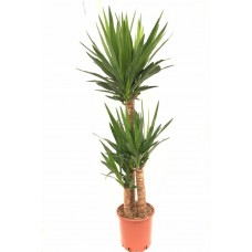 Yukka 3lü  110-130cm
 Yukka 3lü  110-130cm