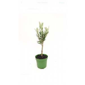 zeytin fidanı 40-50cm
 zeytin fidanı 40-50cm