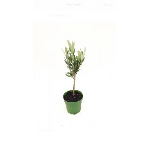 zeytin fidanı 40-50cm
 zeytin fidanı 40-50cm