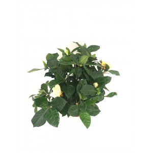 gardenya çiçeği, mix  20-23cm
 gardenya çiçeği, mix  20-23cm