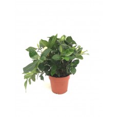 gardenya çiçeği, mix  20-23cm
 gardenya çiçeği, mix  20-23cm