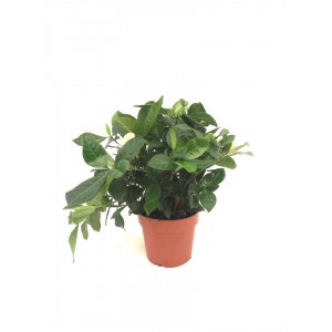 gardenya çiçeği, mix  20-23cm
 gardenya çiçeği, mix  20-23cm