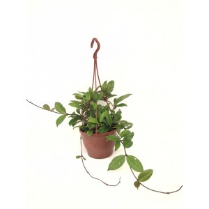 hoya cornasa, parfüm kokulu çiçek açan bitki 40-50cm
 hoya cornasa, parfüm kokulu çiçek açan bitki 40-50cm
