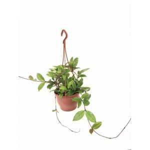 hoya cornasa, parfüm kokulu çiçek açan bitki 40-50cm
 hoya cornasa, parfüm kokulu çiçek açan bitki 40-50cm