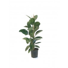 Kauçuk  2li 60-80cm
 Kauçuk  2li 60-80cm