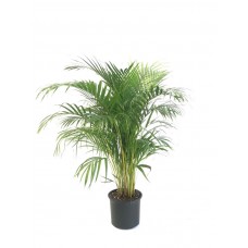 areca, areka palmiyesi, salon bitkisi 130-140 cm

