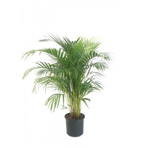 areca, areka palmiyesi, salon bitkisi 130-140 cm
 areca, areka palmiyesi, salon bitkisi 130-140 cm