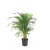 areca, areka palmiyesi, salon bitkisi 130-140 cm
 areca, areka palmiyesi, salon bitkisi 130-140 cm