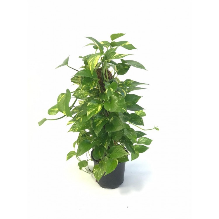 scindapsus, pothos, ev sarmaşığı  80-90cm
