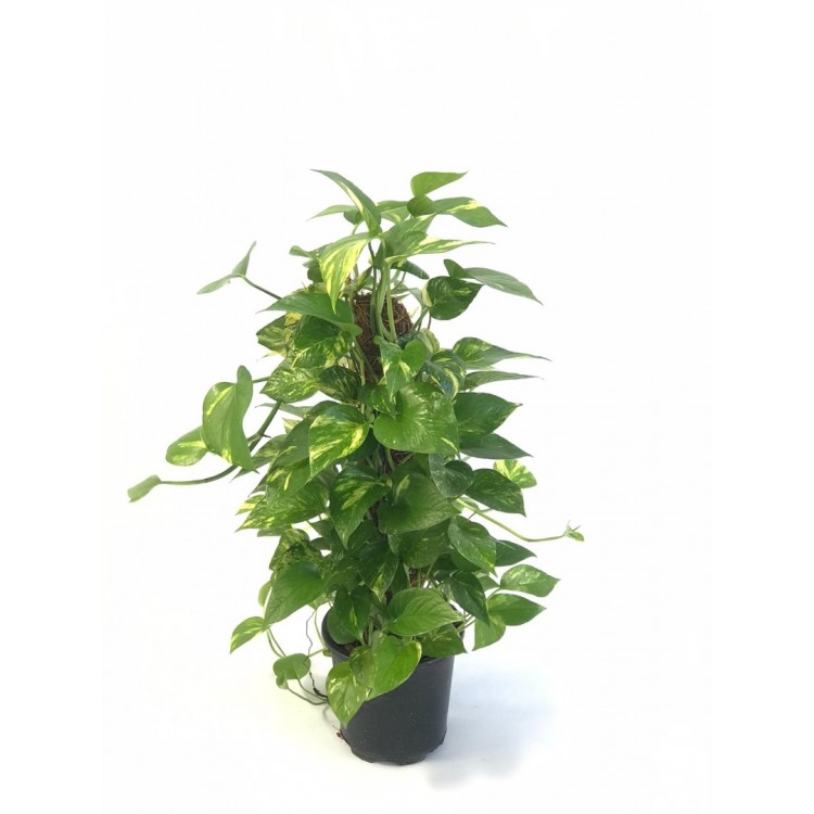 scindapsus, pothos, ev sarmaşığı  80-90cm
