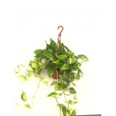 scindapsus, pothos, ev sarmaşığı  askılı
 scindapsus, pothos, ev sarmaşığı  askılı